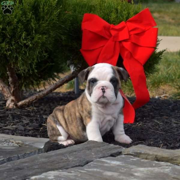 Sarge, English Bulldog Puppy