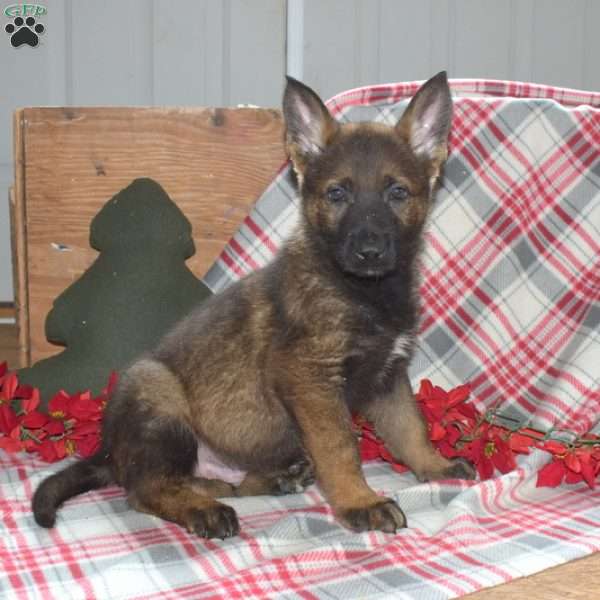 Sarge, German Shepherd Puppy