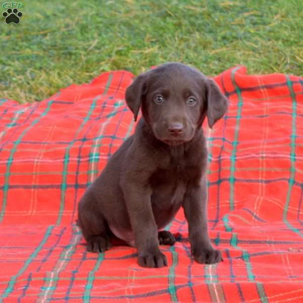 Sarge, Labradoodle Puppy