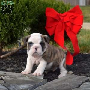 Sarge, English Bulldog Puppy