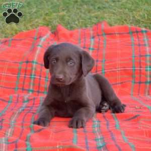 Sarge, Labradoodle Puppy