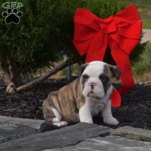 Sarge, English Bulldog Puppy