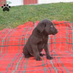 Sarge, Labradoodle Puppy