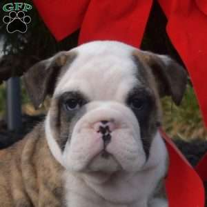 Sarge, English Bulldog Puppy