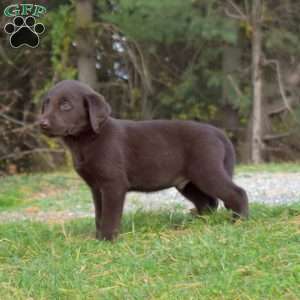 Sarge, Labradoodle Puppy