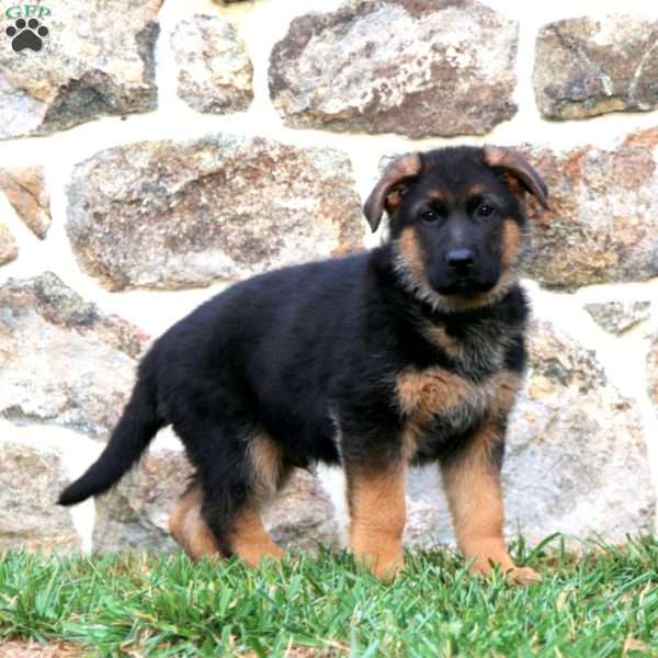 Sarge, German Shepherd Puppy