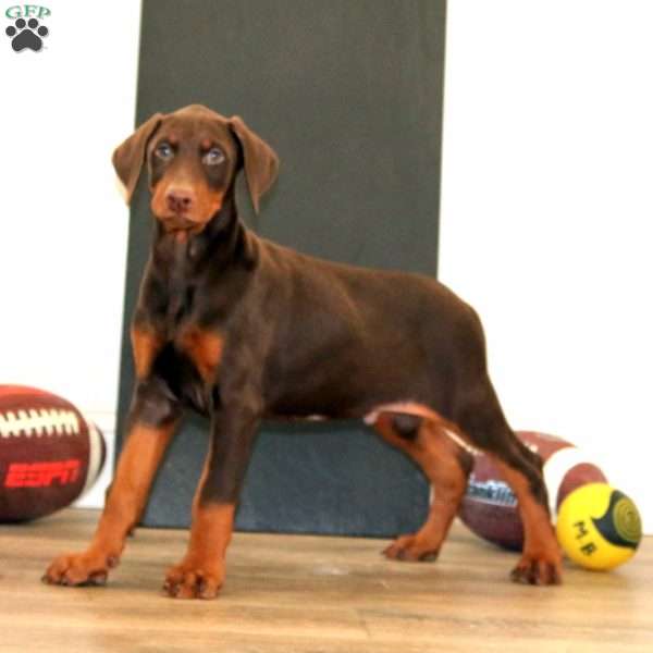 Sarge, Doberman Pinscher Puppy