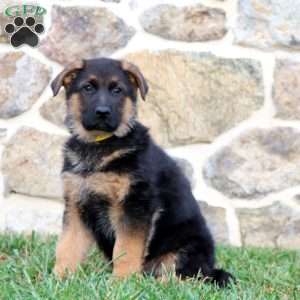 Sarge, German Shepherd Puppy