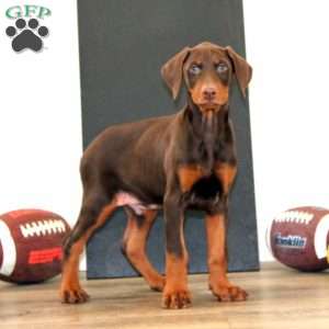 Sarge, Doberman Pinscher Puppy