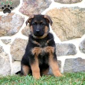 Sarge, German Shepherd Puppy