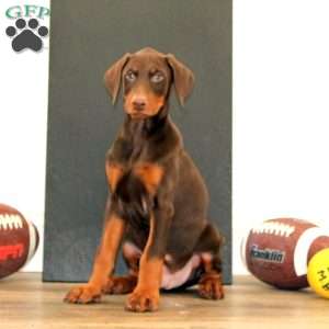 Sarge, Doberman Pinscher Puppy