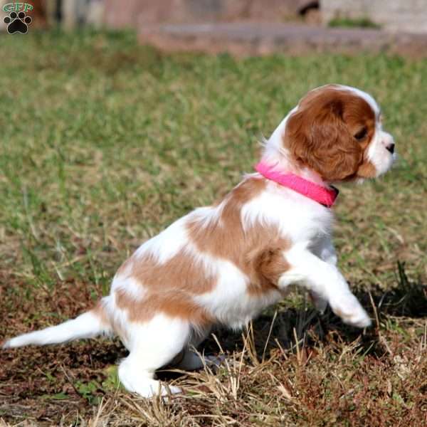 Sasha, Cavalier King Charles Spaniel Puppy