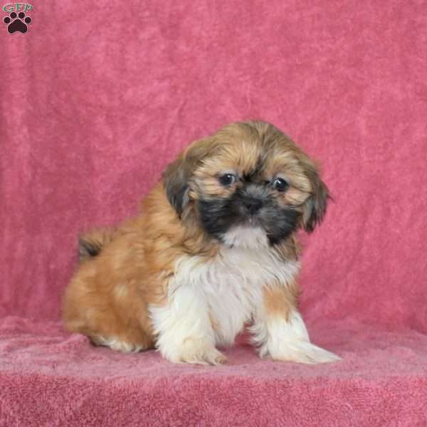 Sassy, Shih Tzu Puppy