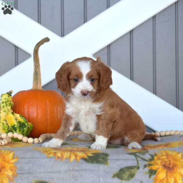 Sassy, Cavapoo Puppy