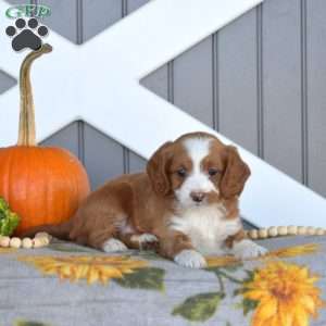 Sassy, Cavapoo Puppy