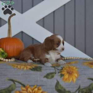 Sassy, Cavapoo Puppy