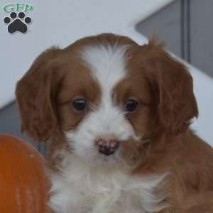 Sassy, Cavapoo Puppy