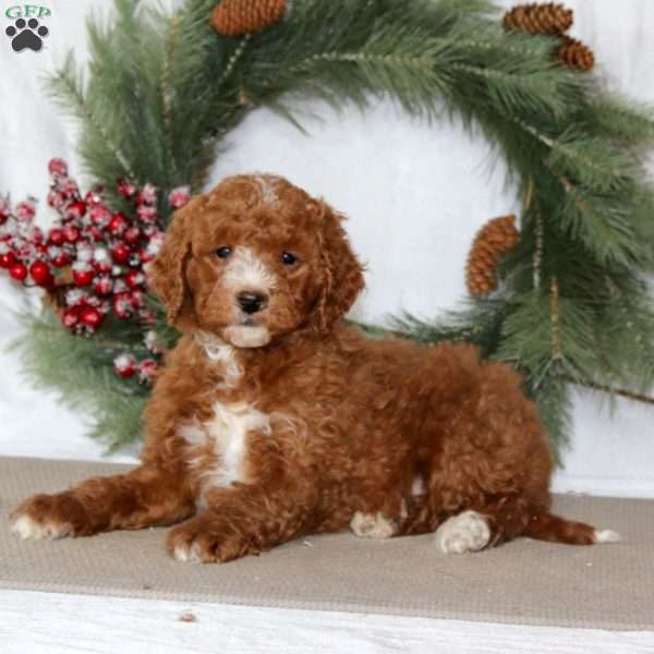 Scamper, Mini Goldendoodle Puppy