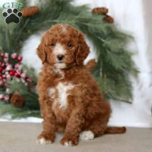 Scamper, Mini Goldendoodle Puppy