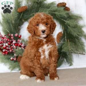 Scamper, Mini Goldendoodle Puppy