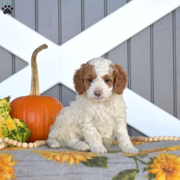 Scooby, Cavapoo Puppy