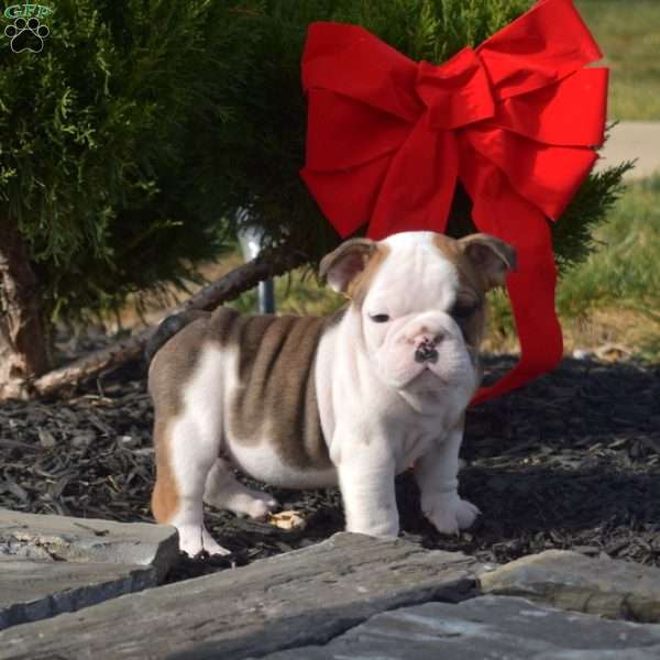 Scooter, English Bulldog Puppy