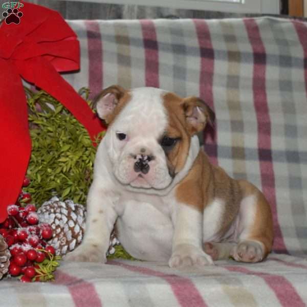 Scooter, English Bulldog Puppy