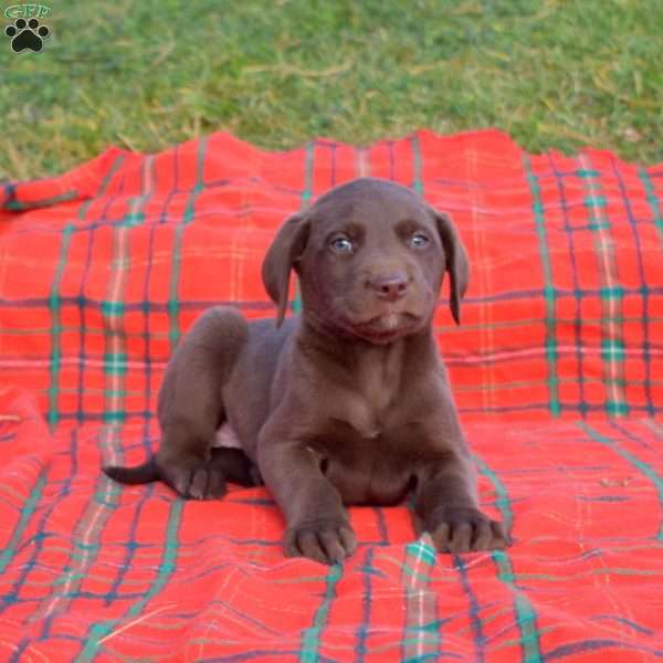 Scooter, Labradoodle Puppy