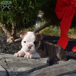 Scooter, English Bulldog Puppy