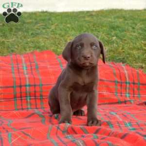 Scooter, Labradoodle Puppy