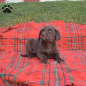 Scooter, Labradoodle Puppy