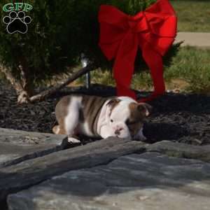 Scooter, English Bulldog Puppy