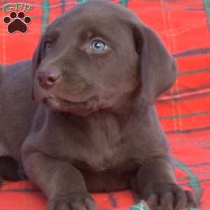 Scooter, Labradoodle Puppy