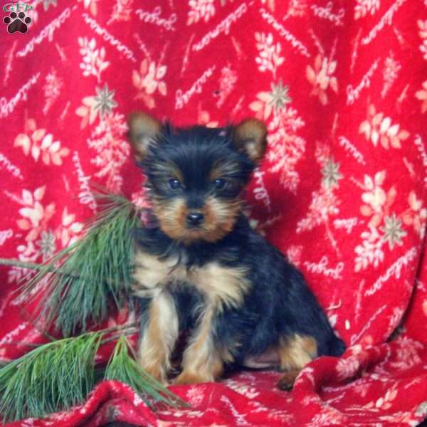 Scottie, Yorkie Puppy