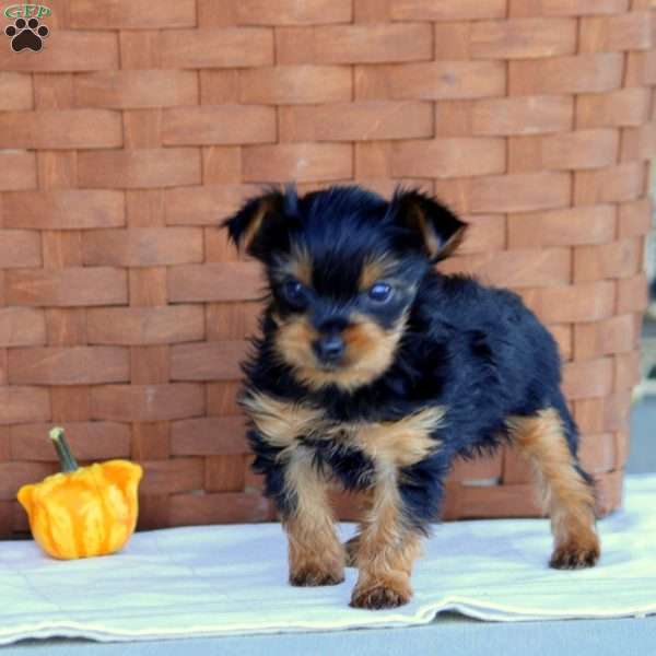 Scottie, Yorkie Puppy