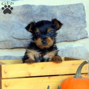 Scottie, Yorkie Puppy