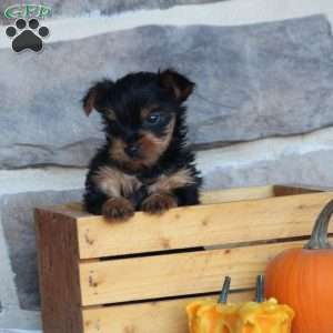 Scottie, Yorkie Puppy