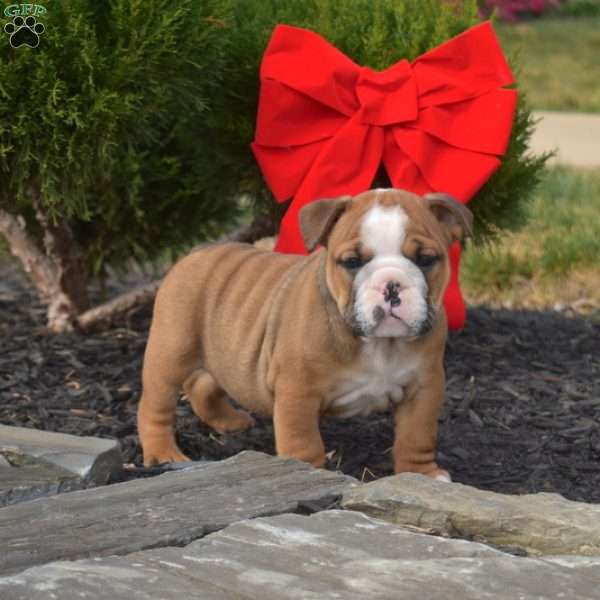 Scout, English Bulldog Puppy