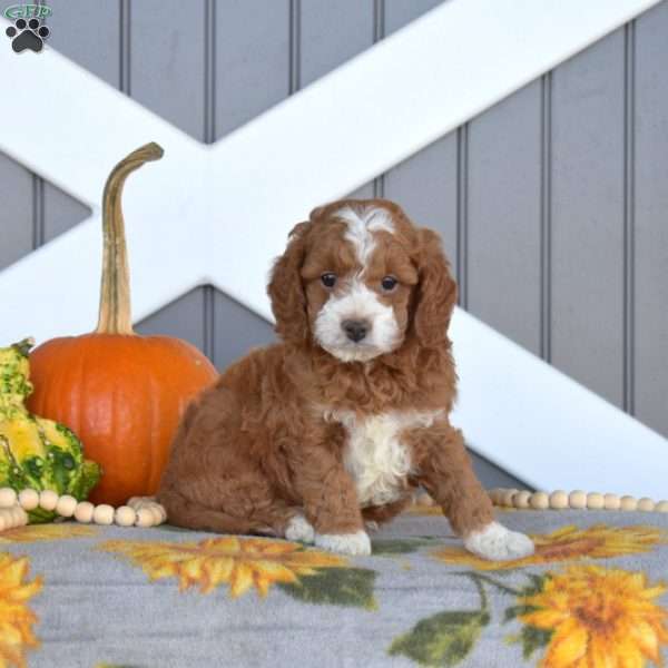 Scout, Cavapoo Puppy