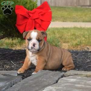 Scout, English Bulldog Puppy