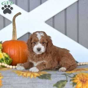 Scout, Cavapoo Puppy