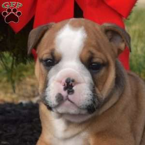 Scout, English Bulldog Puppy