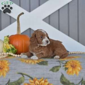 Scout, Cavapoo Puppy