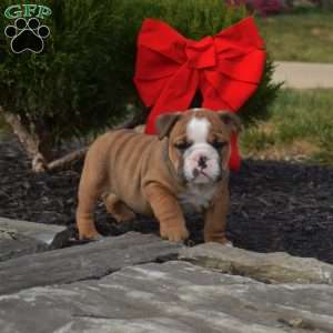 Scout, English Bulldog Puppy