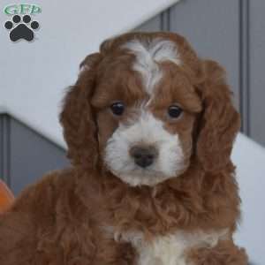 Scout, Cavapoo Puppy