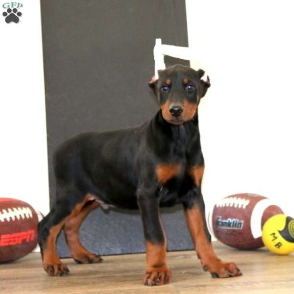 Scout, Doberman Pinscher Puppy