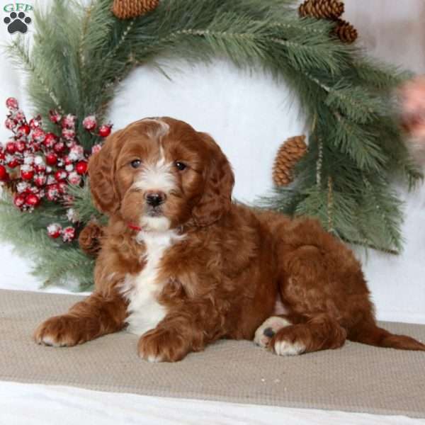 Scout, Mini Goldendoodle Puppy