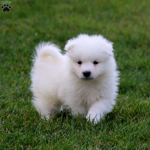 Scout, Samoyed Puppy