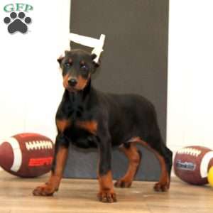 Scout, Doberman Pinscher Puppy