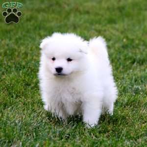 Scout, Samoyed Puppy